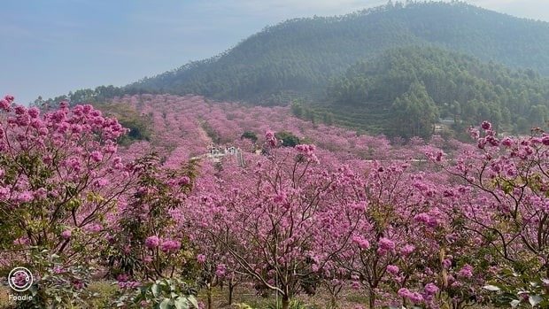 紫花风铃木