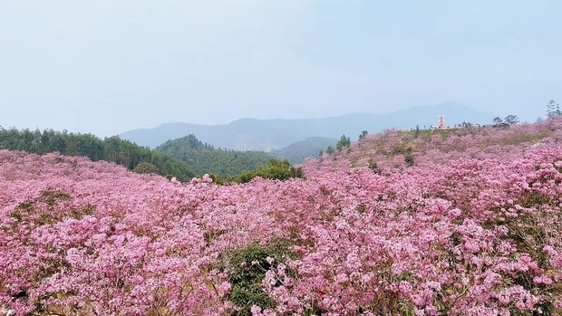 江门紫花风铃