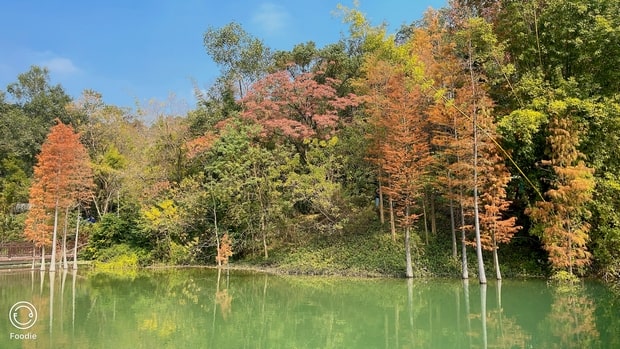 石涧公园水杉