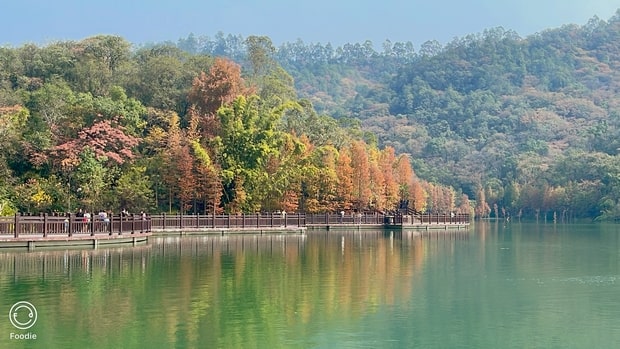 江门水杉