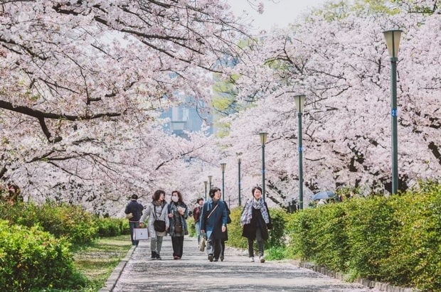 Osaka Mint Bureau Sakura Avenue