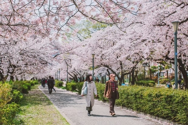 Osaka Mint Bureau Sakura Avenue