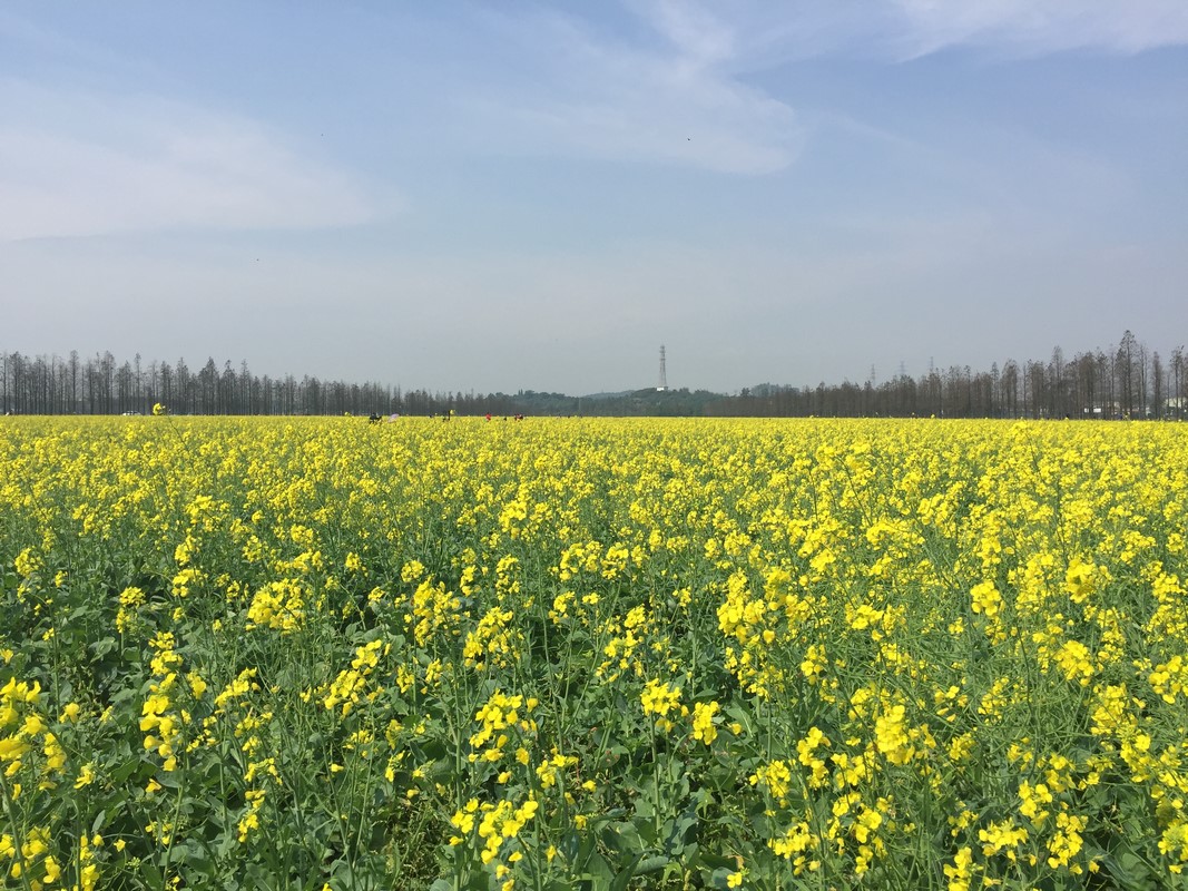 珠海斗门赏花行 乾务新村油菜花花海