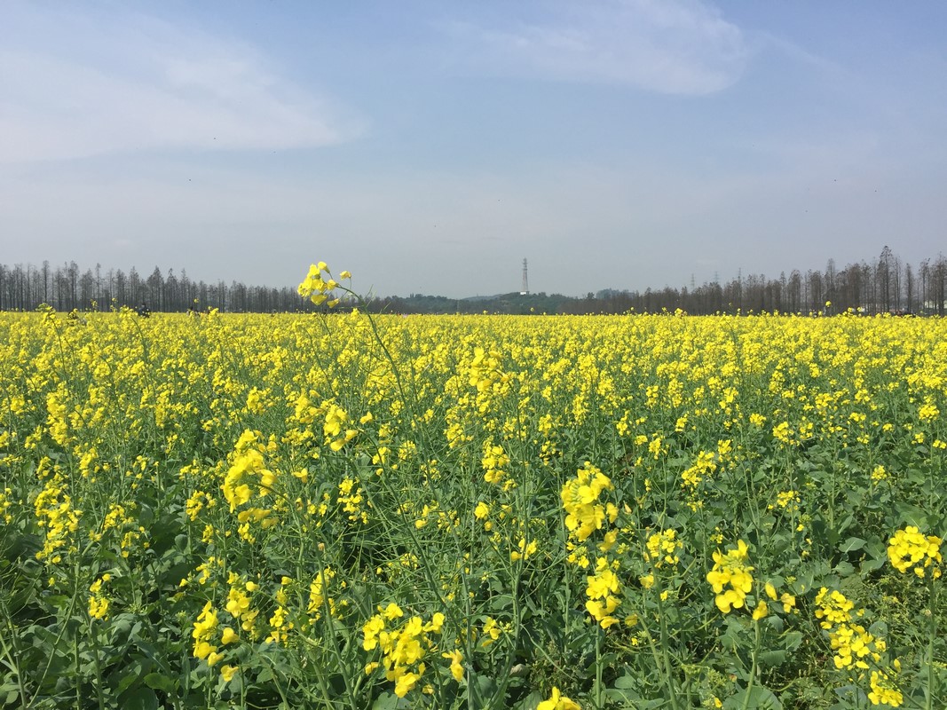 Zhuhai Canola Flower_03