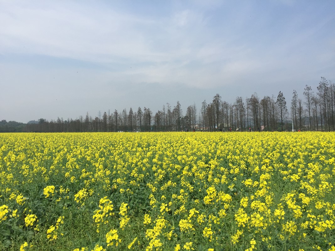 珠海斗门赏花行 乾务新村油菜花花海