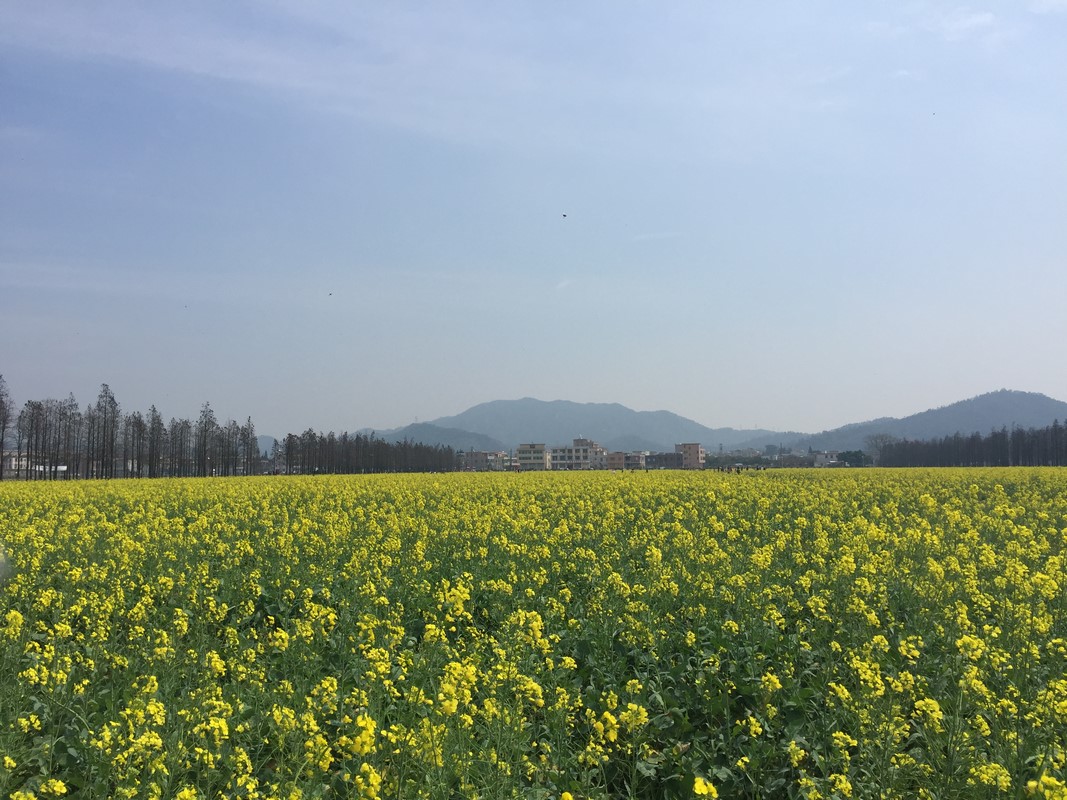 珠海斗门赏花行 乾务新村油菜花花海