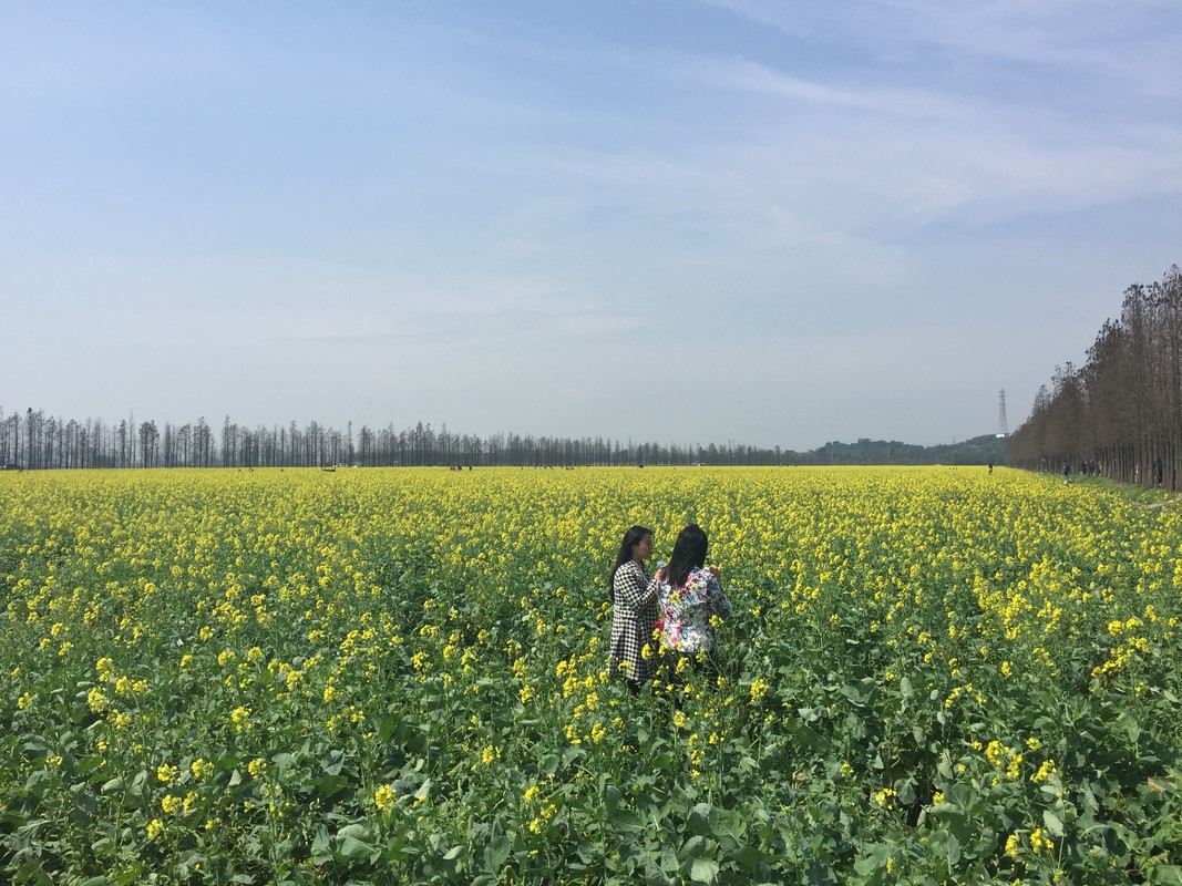 Zhuhai Canola Flower_07