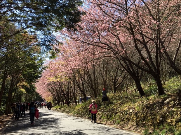 武陵农场樱花季