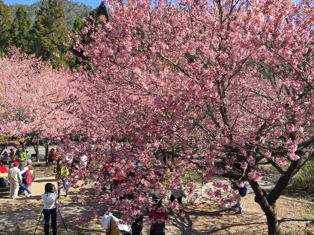武陵农场樱花季