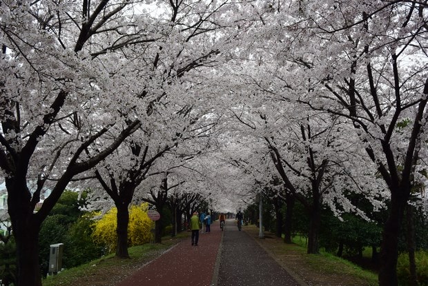 釜山櫻花