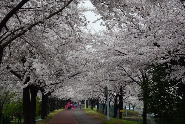 釜山樱花