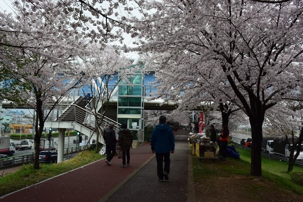 釜山樱花