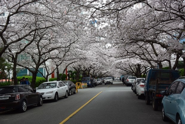 釜山櫻花