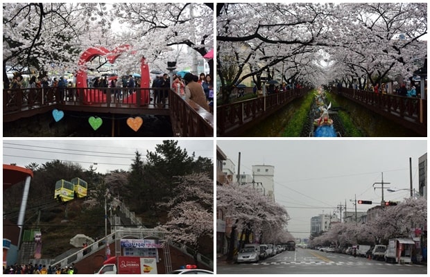 釜山樱花预测