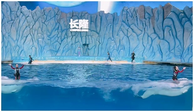 长隆海洋王国白鲸表演