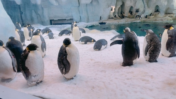 長隆海洋王國企鵝館