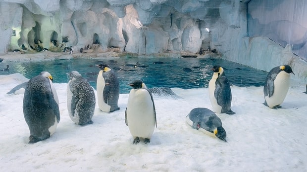 珠海長隆海洋王國企鵝館