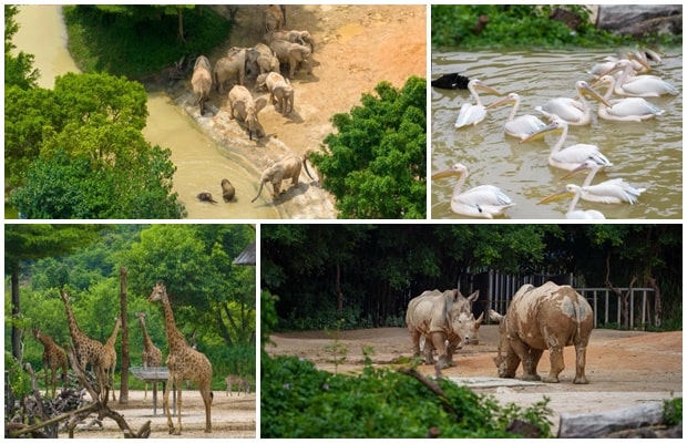 清遠長隆動物園