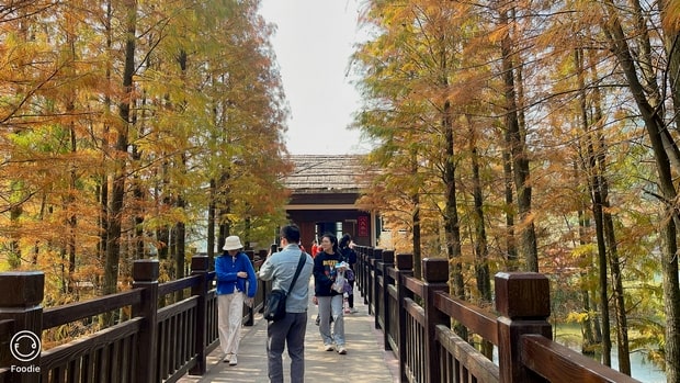 江門石澗公園落羽杉