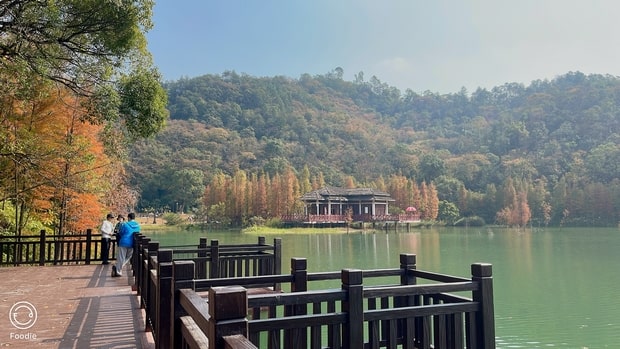 江門新會石澗公園水杉