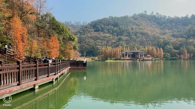 新會石澗公園水杉