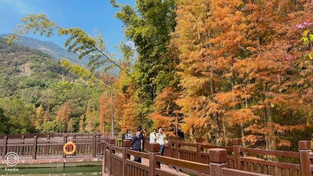 江門石澗公園水杉