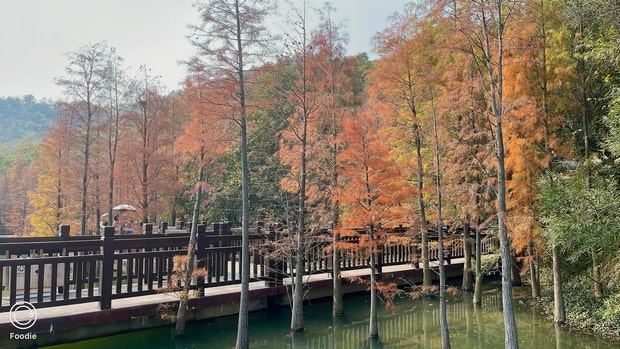 江門新會水杉