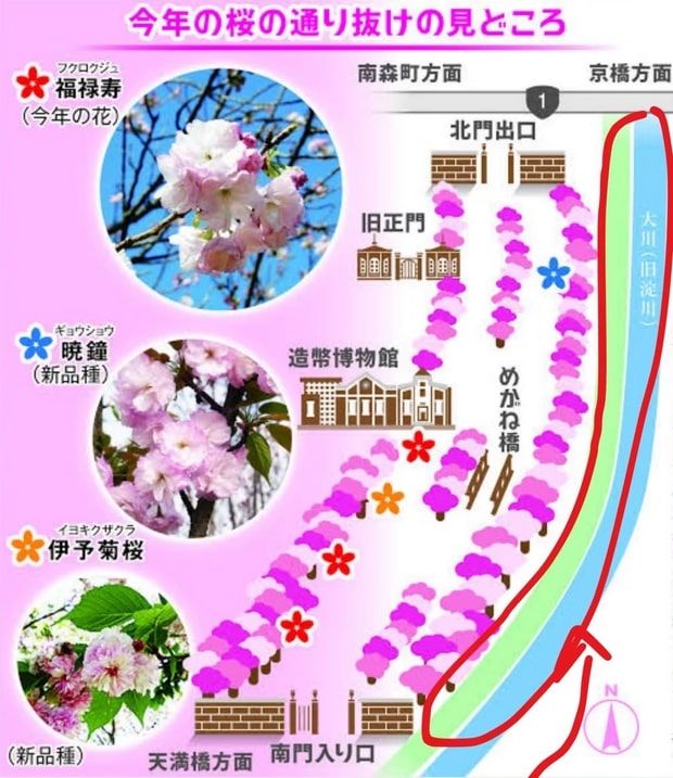 大阪造幣局櫻花地圖